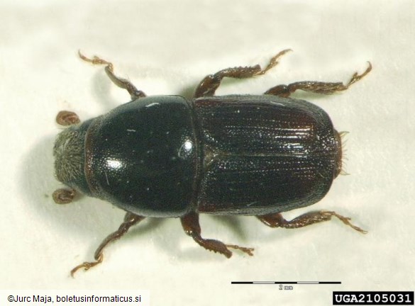 veliki brestov beljavar (<i>Scolytus scolytus</i>)