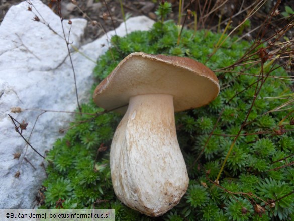 Boletus edulis