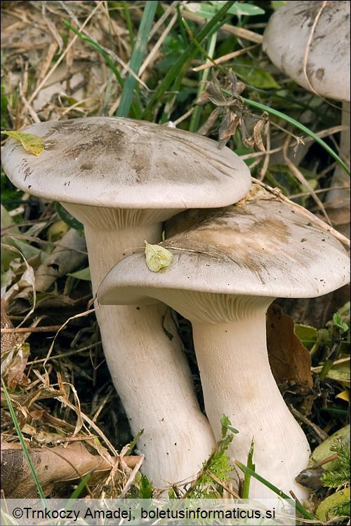 Clitocybe nebularis