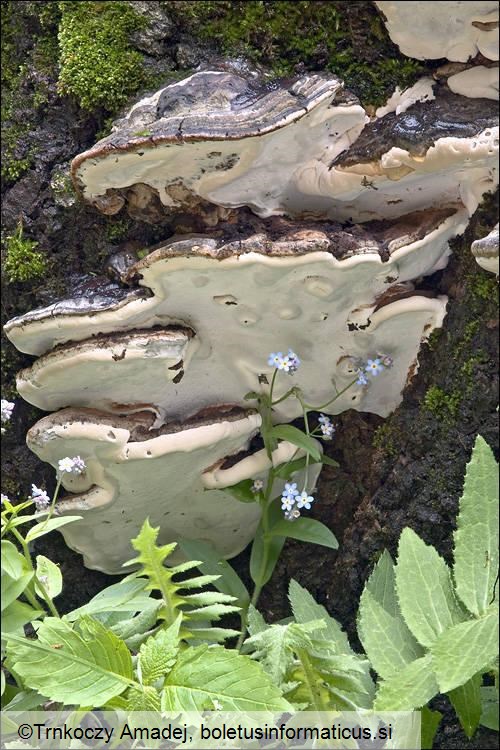 Perenniporia fraxinea