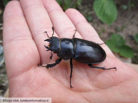 veliki rogač (<i>Lucanus cervus</i>) 