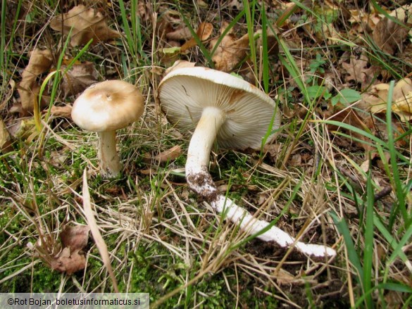 Tricholoma saponaceum var. lavedanum