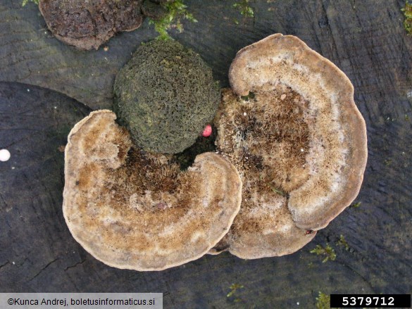 <i>Trametes hirsuta</i> na <i>Quercus</i> spp.