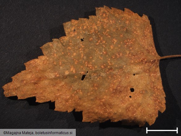 Melampsora betulina