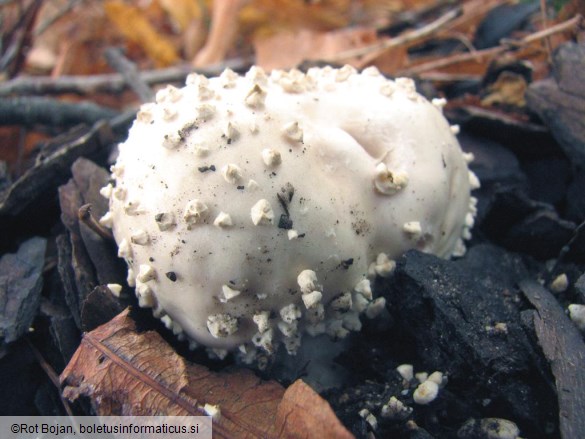 Amanita echinocephala