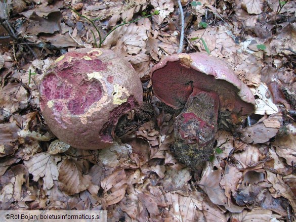 Boletus rhodopurpureus