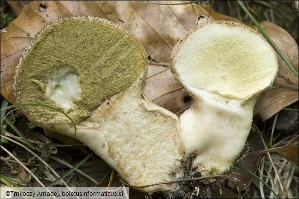 Lycoperdon perlatum