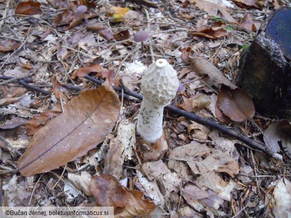 Phallus impudicus