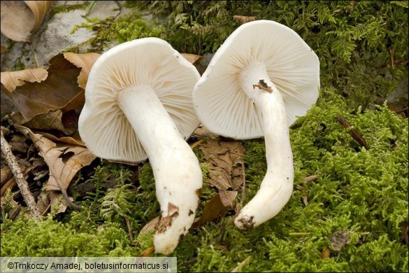 Hygrophorus eburneus