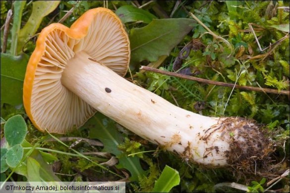 Hygrocybe pratensis