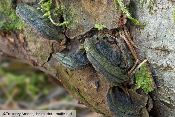 Phellinus conchatus