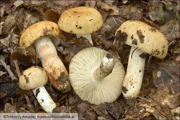 Russula laurocerasi