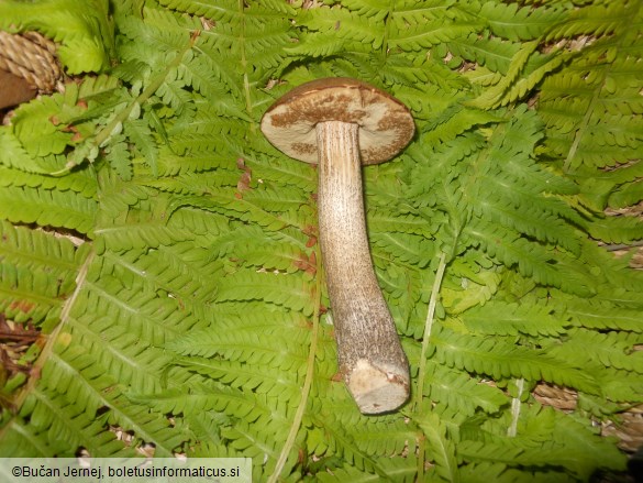 Leccinum scabrum