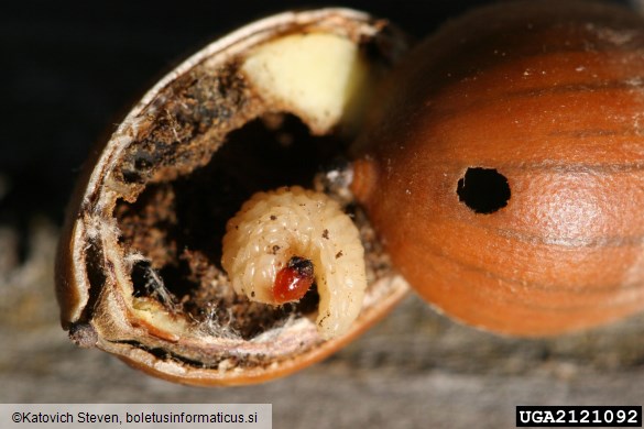 hrastov semenar (<i>Curculio glandium</i>) na <i>Quercus ellipsoidalis</i>