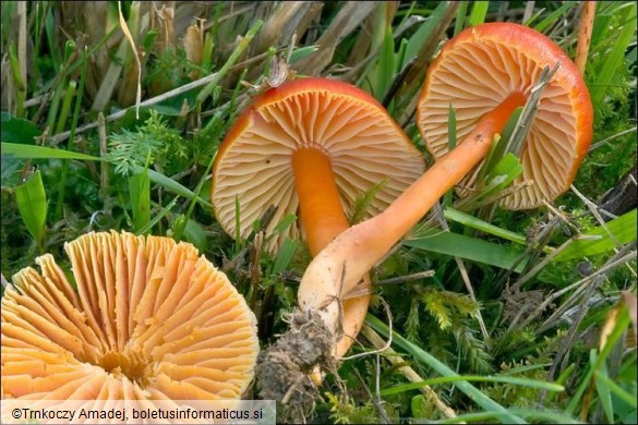 Hygrocybe splendidissima