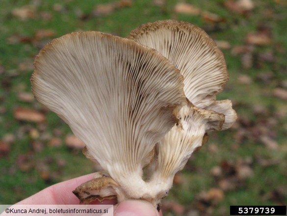 bukov ostrigar (<i>Pleurotus ostreatus</i>) na <i>Salix</i> spp.