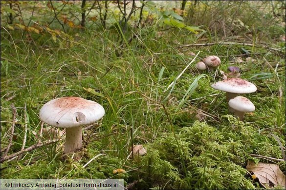 Hygrophorus erubescens