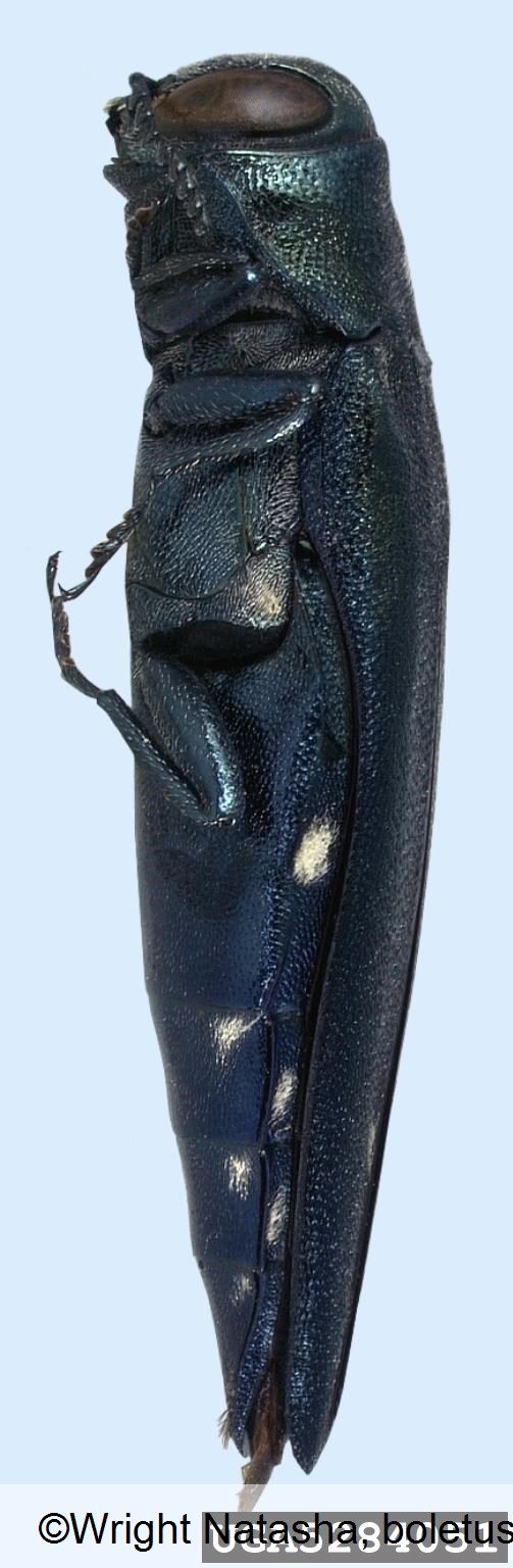 <i>Agrilus biguttatus</i>