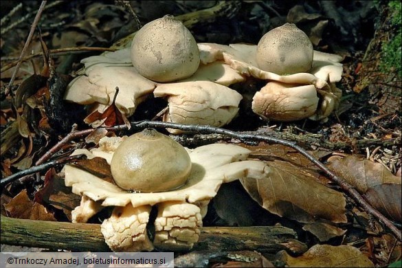 Geastrum triplex