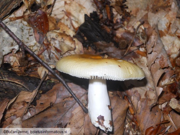 Russula solaris