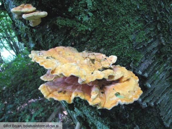 Laetiporus sulphureus