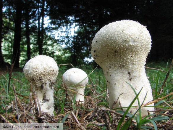 Calvatia excipuliformis