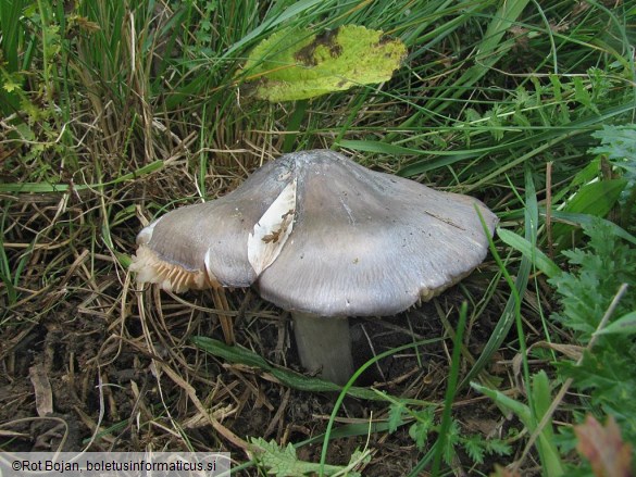 Entoloma bloxamii