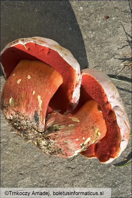 Boletus rhodoxanthus