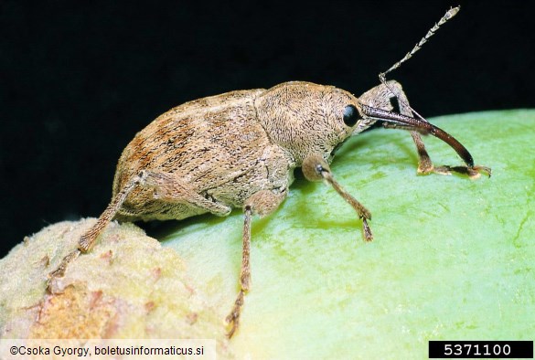 hrastov semenar (<i>Curculio glandium</i>)
