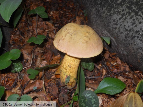 Boletus luridus