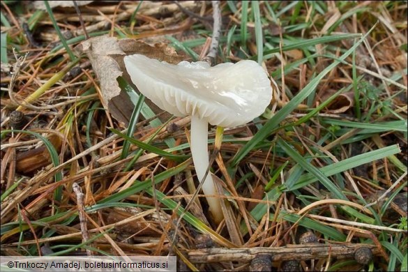 Marasmius wynnei