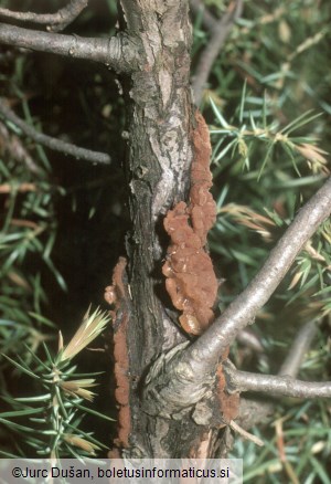 Gymnosporangium tremelloides