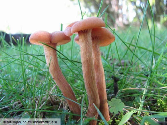 Laccaria laccata