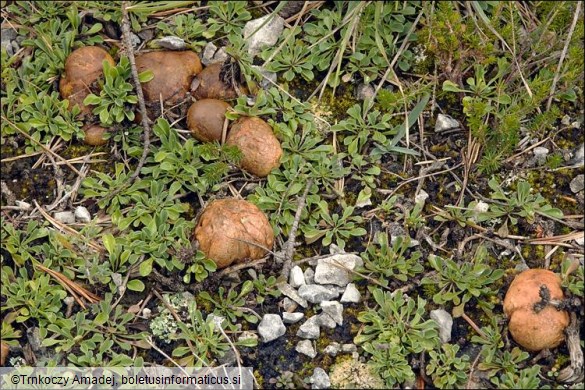 Rhizopogon obtextus