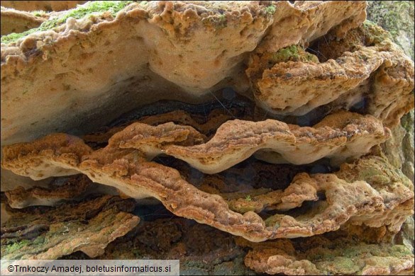 Phellinus ribis