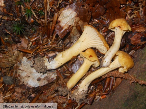 Cantharellus cibarius var. amethysteus