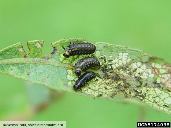 modri vrbin lepenec (<i>Plagiodera versicolora</i>) na <i>Salix</i> spp.