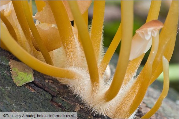 Mycena renati