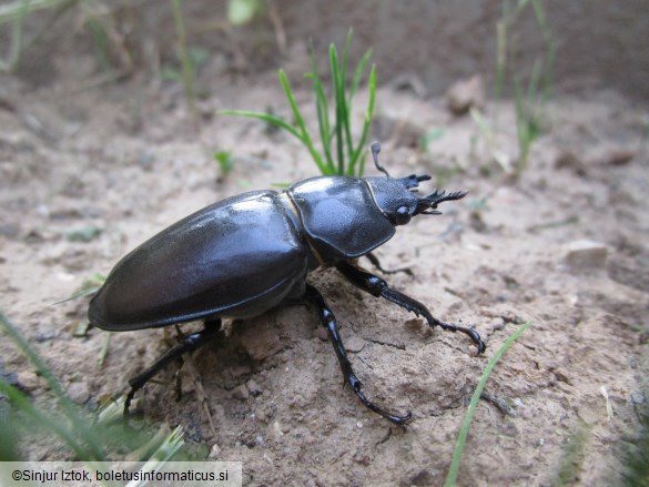 veliki rogač (<i>Lucanus cervus</i>) 