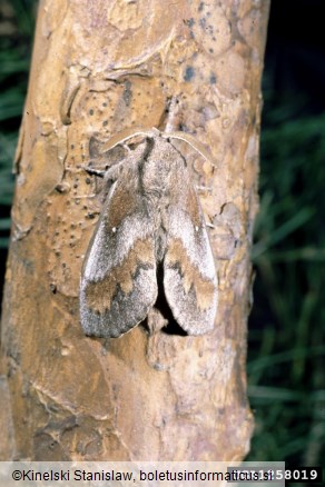 borov veščec (<i>Dendrolimus pini</i>)