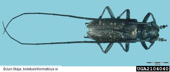 krojaček (<i>Monochamus sartor</i>)