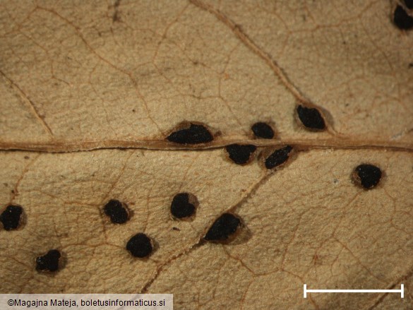 Puccinia polygoni 