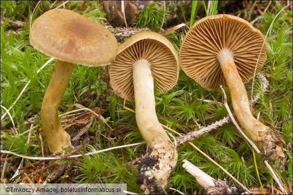 Cortinarius venetus var. montanus