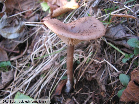 Pseudoclitocybe cyathiformis