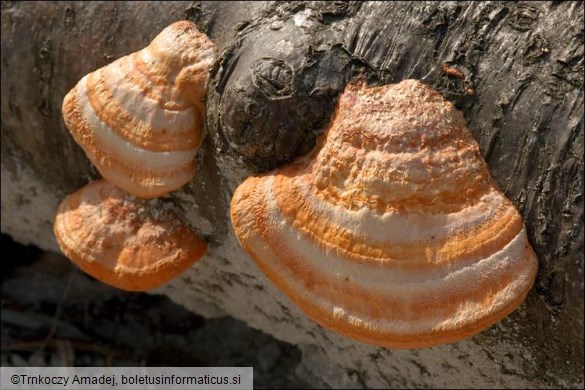 Pycnoporus cinnabarinus