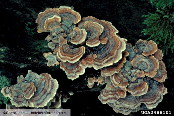 pisana ploskocevka (<i>Trametes versicolor</i>)