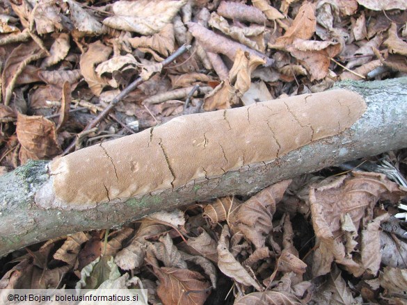 Phellinus punctatus