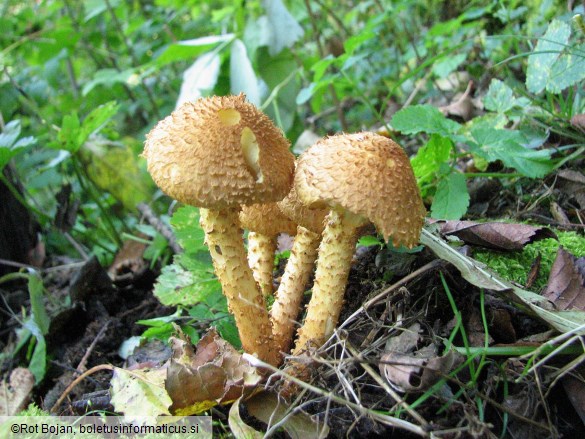 Pholiota squarrosa