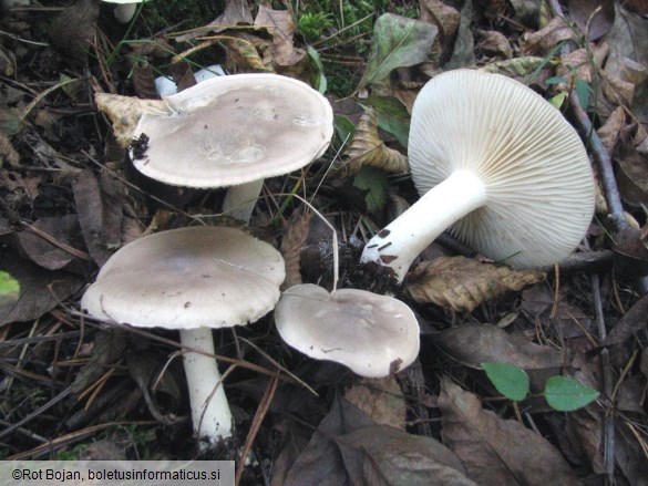 Hygrophorus agathosmus