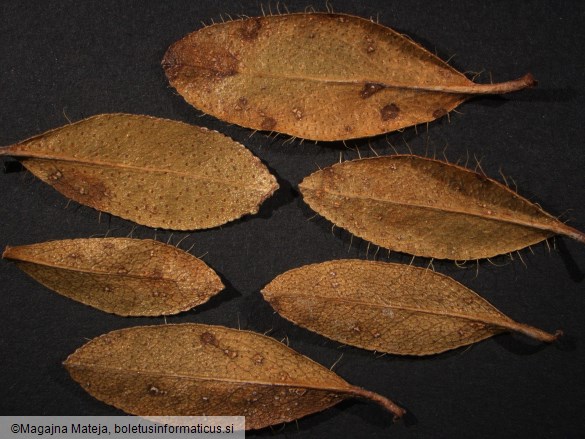 Chrysomyxa rhododendri 